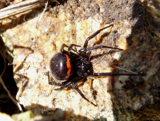 Steatoda paykulliana in Sardegna